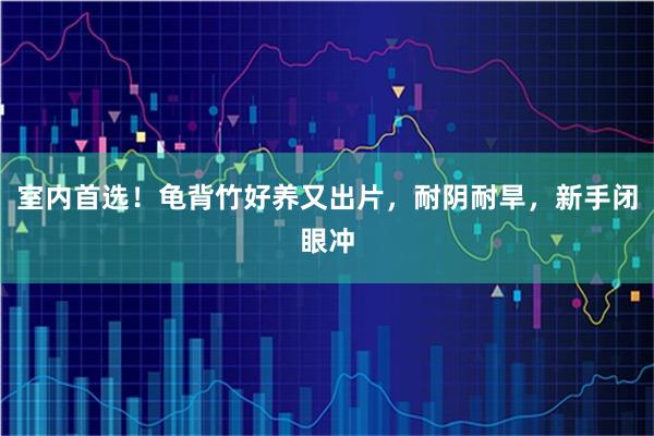 室内首选！龟背竹好养又出片，耐阴耐旱，新手闭眼冲